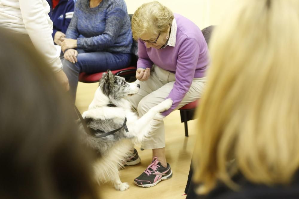 Taller de terapia con perros en el centro de mayores de Las Meanas, Avilés