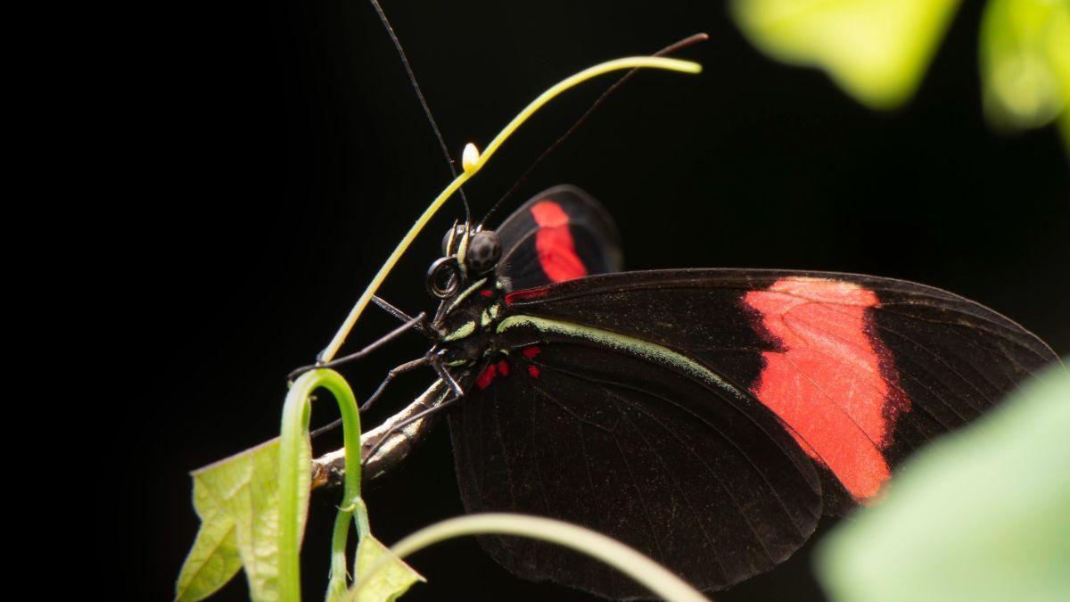 Una hembra de Heliconius erato poniendo un huevo en Passiflora biflora.