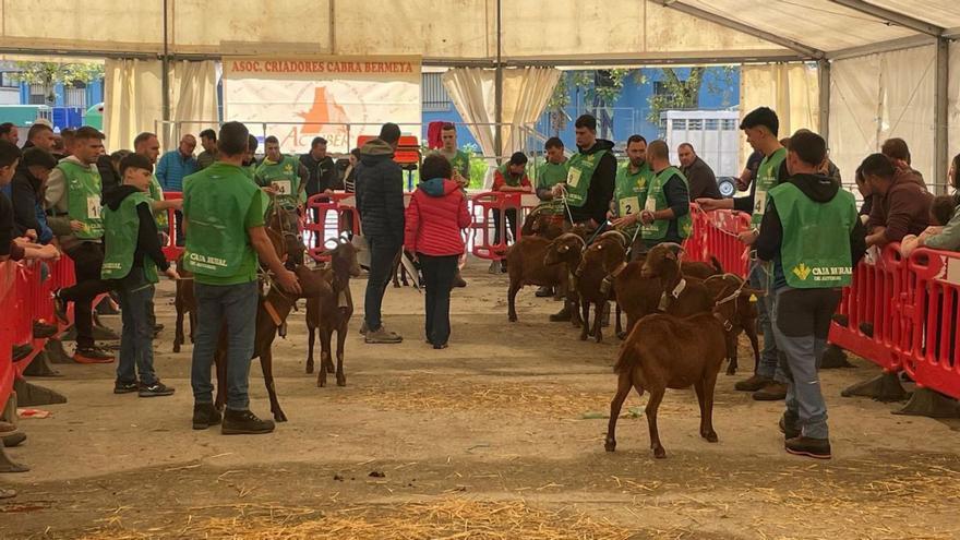 La cabra autóctona (bermeya) "trepa" cada vez más alto en Aller | FOTO CEDIDA A LNE
