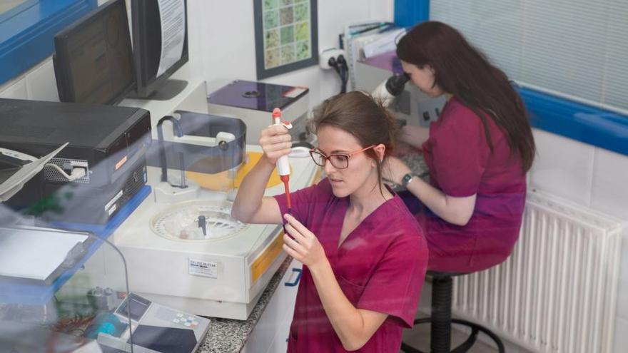 Auxiliares trabajando en la clínica veterinaria.