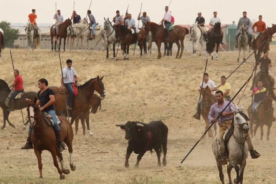 Segundo encierro taurino en Guarrate