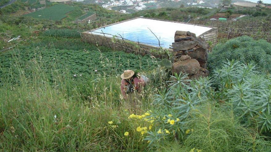 Las ayudas persiguen abaratar la obtención de recursos hídricos para el riego agrícola en el Archipiélago.