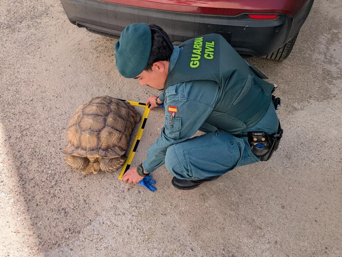 Un agente de la Guardia Civil mide a la tortuga africana liberada en Córdoba.