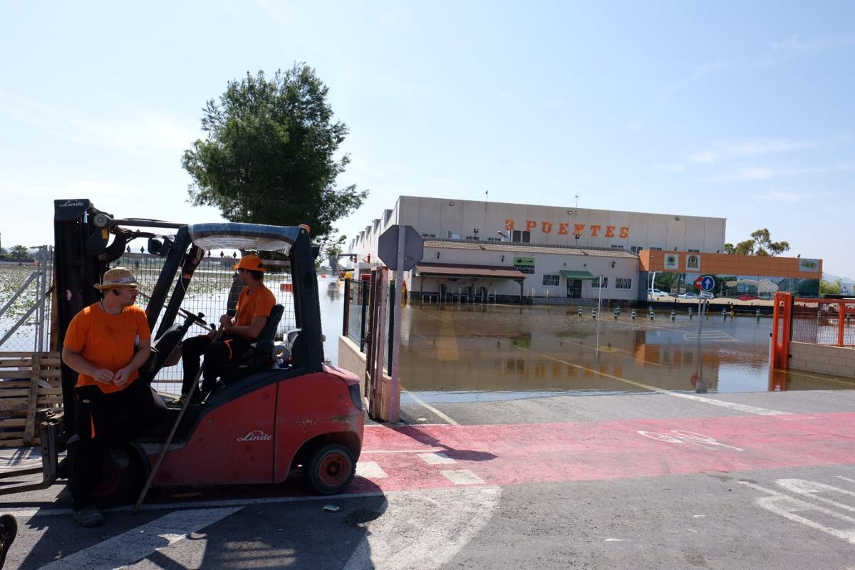 Gota fría en la Vega Baja: Los agricultores cifran en 550 millones las pérdidas en el campo de la provincia de Alicante