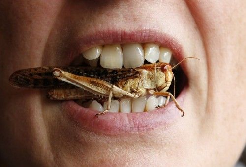 A woman poses with a locust between her teeth at a discovery lunch in Brussels