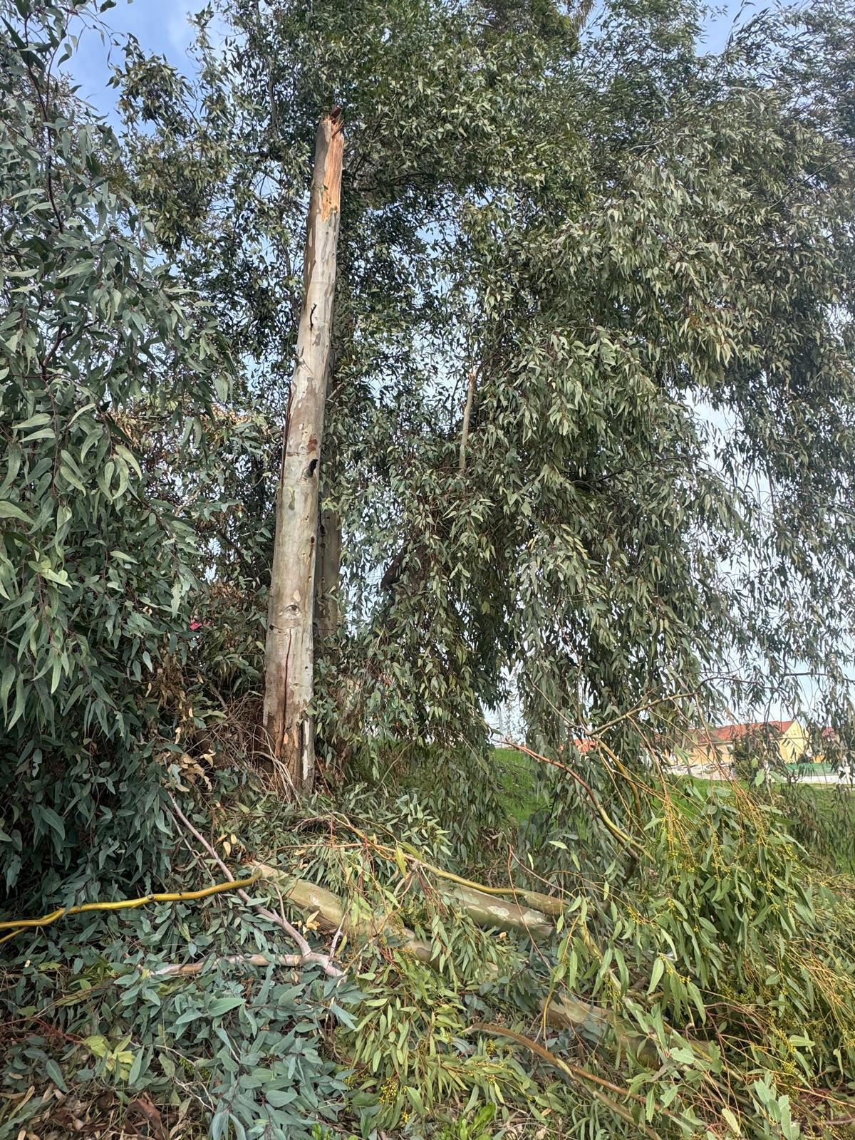 Galería | Caída de un eucalipto en la barriada cacereña de Mejostilla