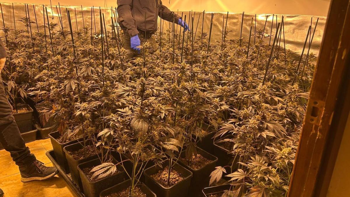 Imagen de una operación policial contra el tráfico de marihuana