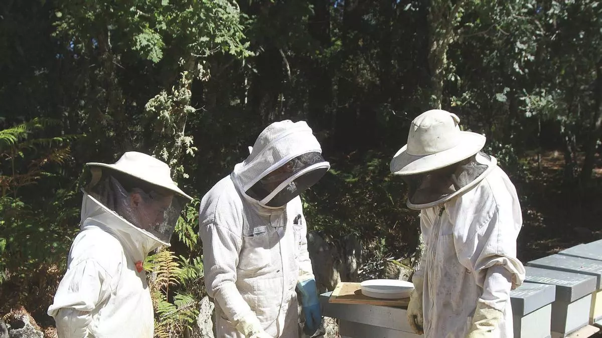Un estudio innovador del campus de Ourense analiza el polen y predice su calidad con IA