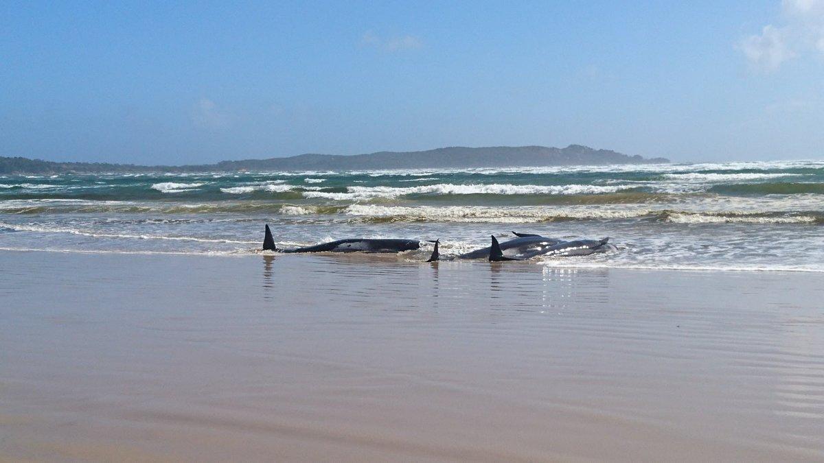 Un tercio de las 270 ballenas varadas en Australia han muerto
