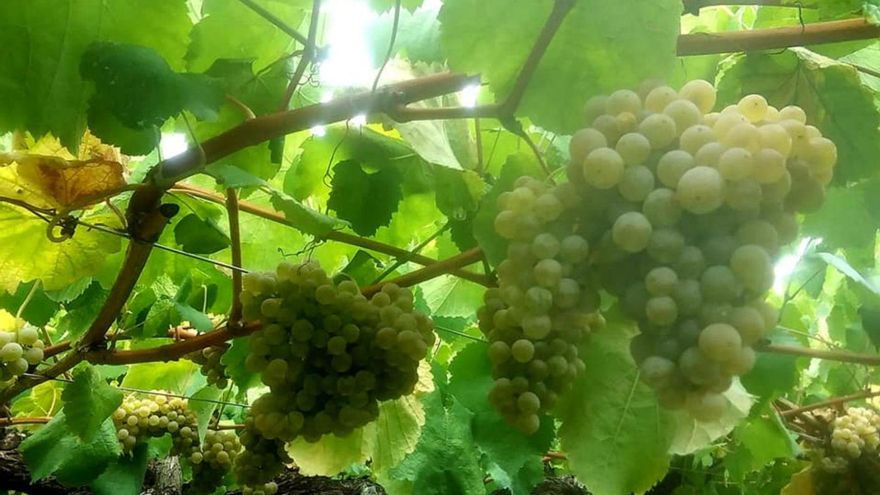 Uvas de albariño que se cultivan en los viñedos de la Subzona Ribeira do Ulla. | // RÍAS BAIXAS