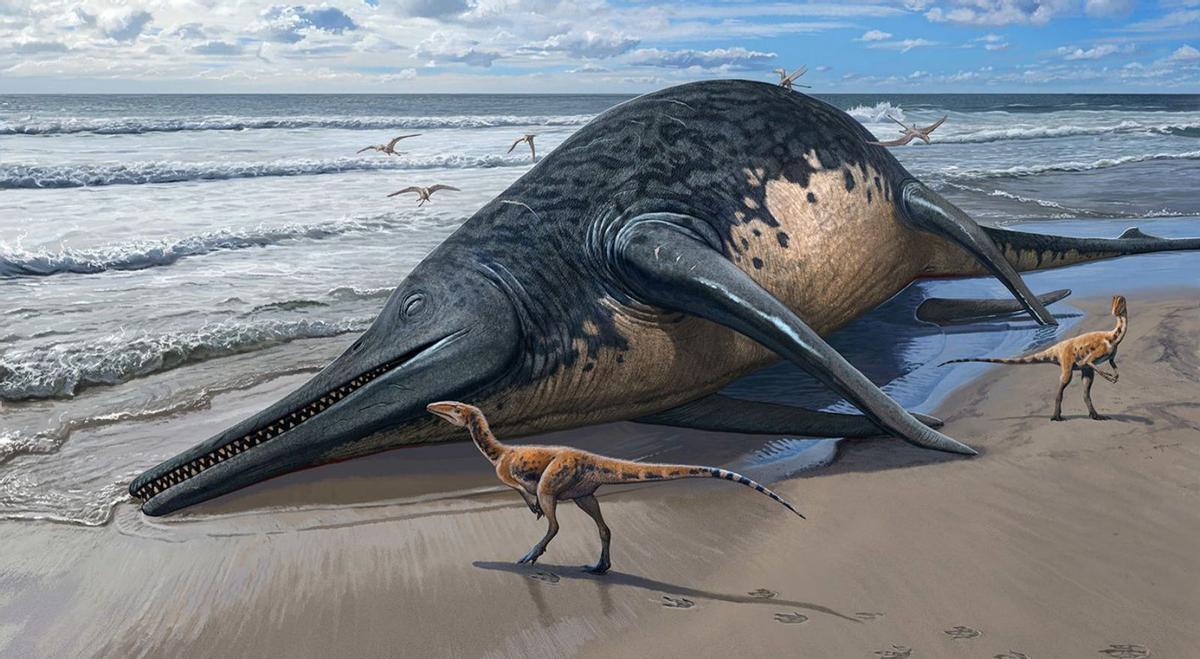 Descobertes les restes del rèptil marí més gran