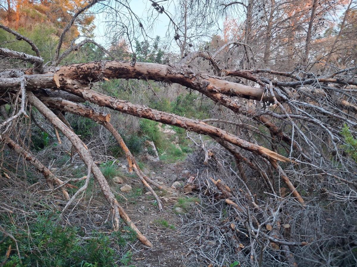 Árbol caído y que está sobre la senda