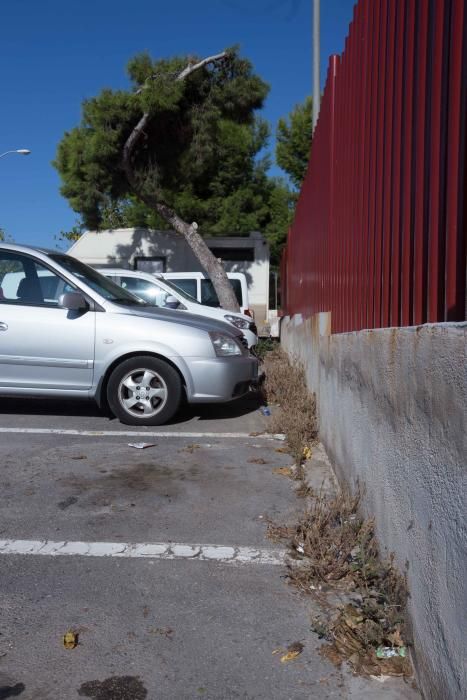 Abandono en la zona del Palmeral de San Gabriel