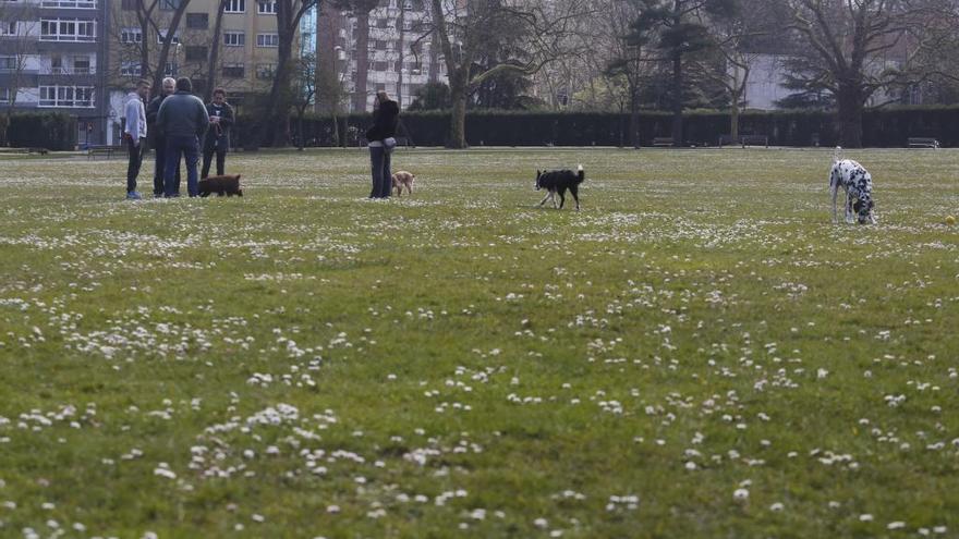 Perros en el parque de Ferrera.