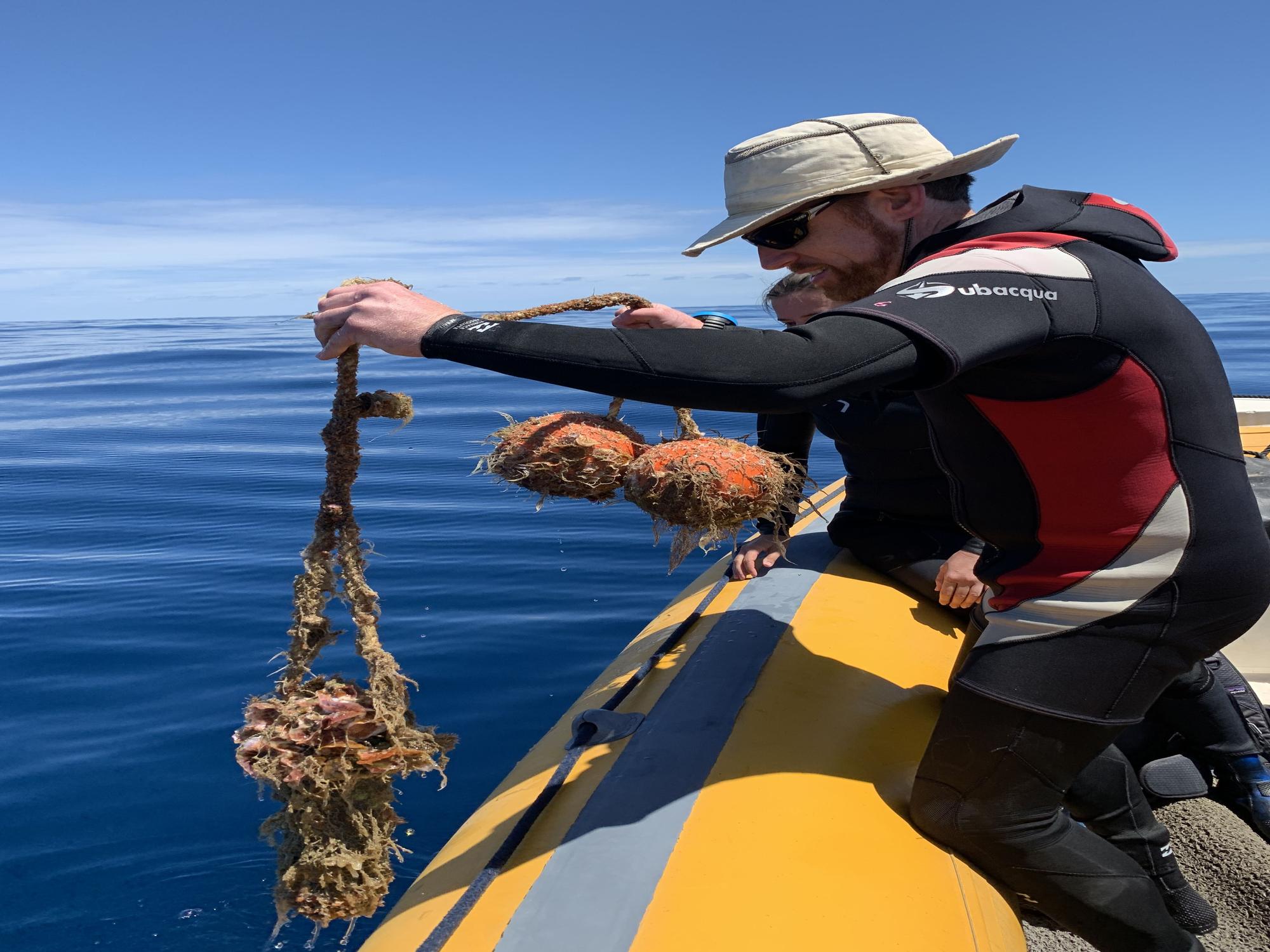 Marcaje acústico de angelotes en la Reserva Marina de La Graciosa