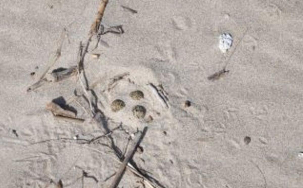 Los perros amenazan al chorlitejo en el Parc Natural de l’Albufera | LEVANTE-EMV