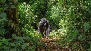 El país donde viven el 50% de los gorilas de montaña también es el origen del río Nilo