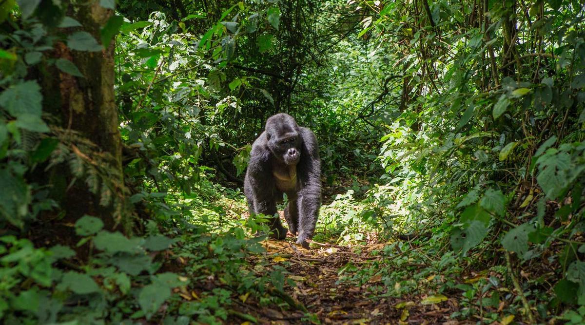 Parque nacional de la Selva Impenetrable de Bwindi (Uganda, África)