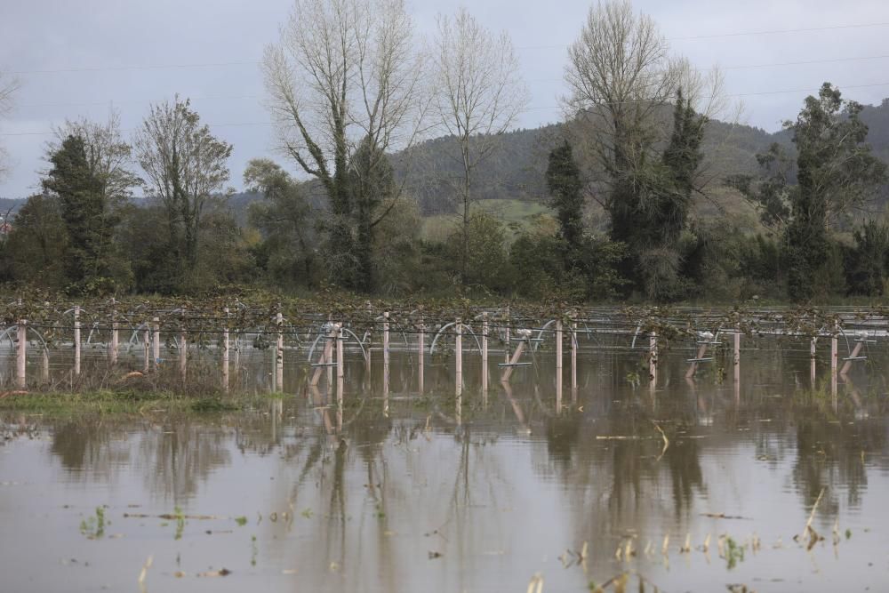 El río Nalón desbordado a su paso por Pravia y Quinzanas