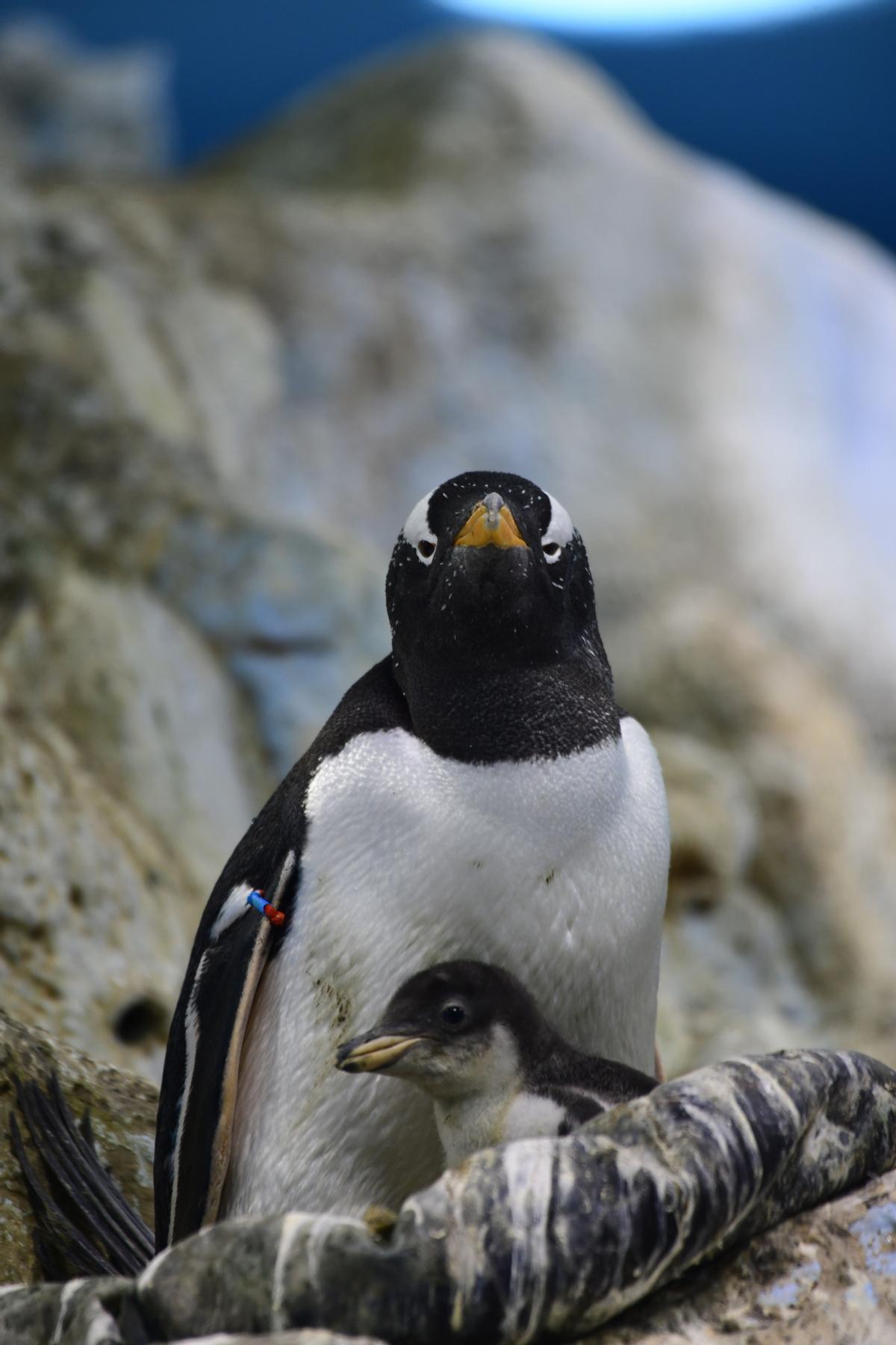 Un pingüino papúa junto a su cría en Planet Penguin, en Loro Parque