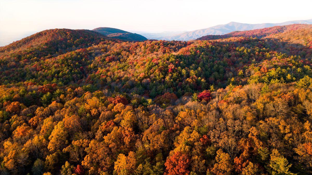 La riquesa global d&#039;arbres és un 14% superior a la coneguda