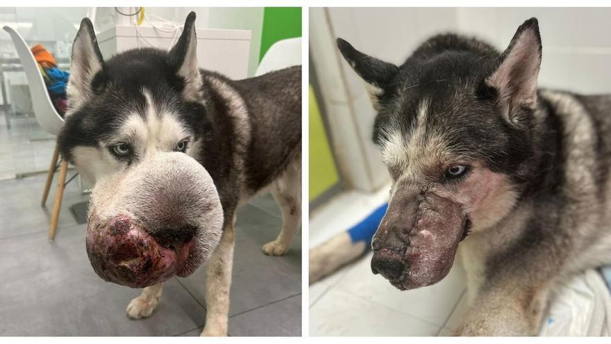 Una clínica veterinaria de Castellón salva la vida a un perro de Cádiz al que nadie quería operar