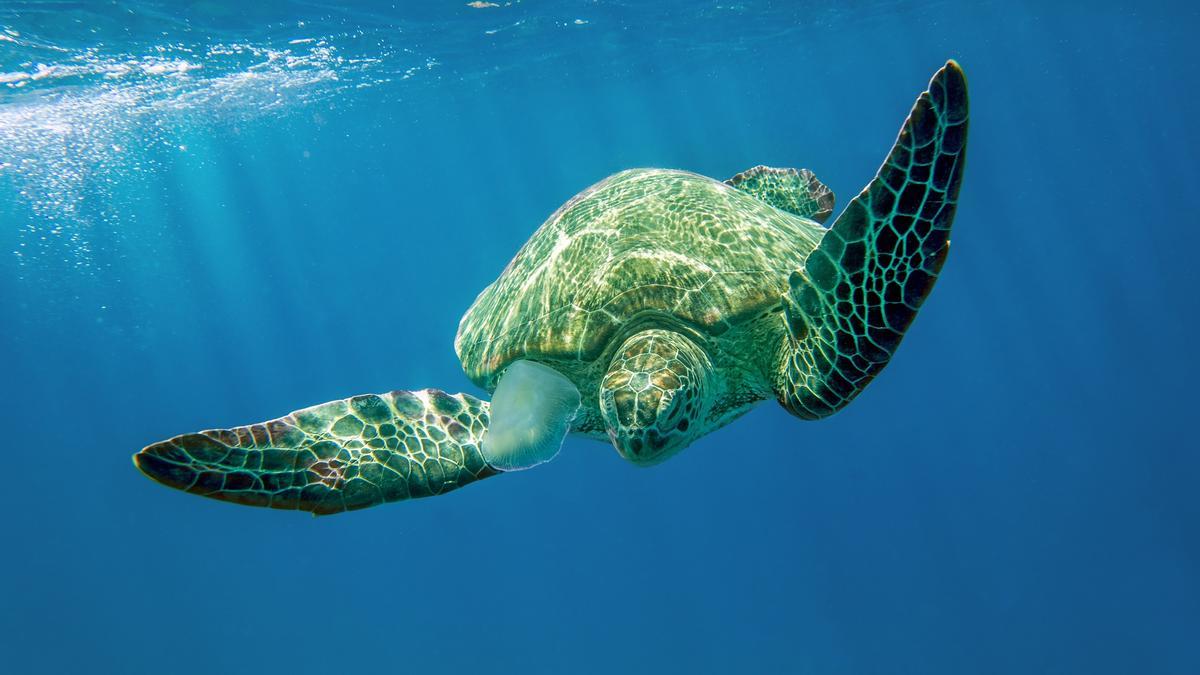 Fotografía de una tortuga nadando