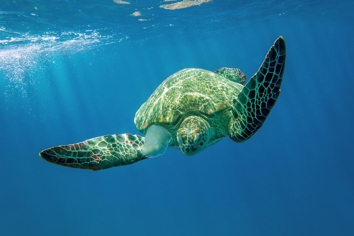 Fotografía de una tortuga nadando