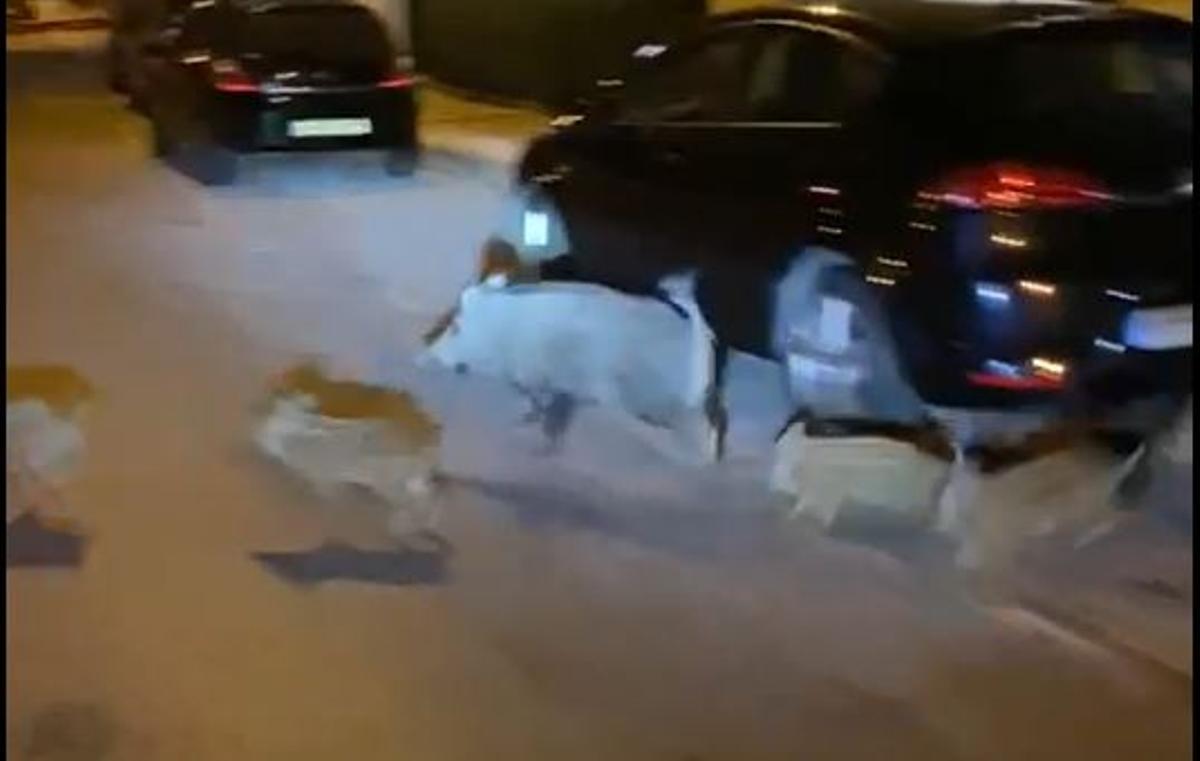 Los jabalíes se esconden ante la presencia de los vecinos.