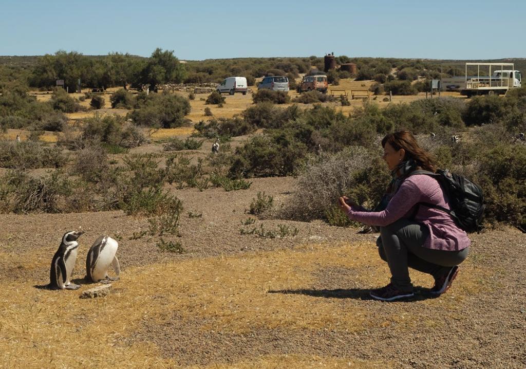 Fotografiando pingüinos en la Estancia San Lorenzo. 