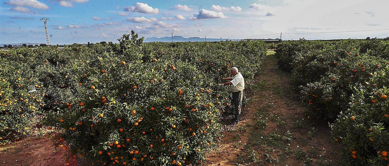 Un agricultor valenciano, en una explotación citrícola próxima a Picassent, ayer. | F. CALABUIG