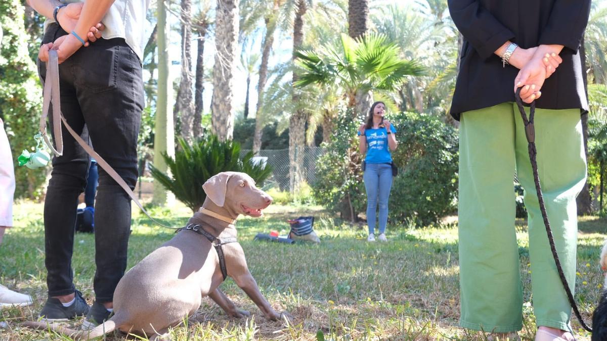Una adiestradora canina da pautas a los propietarios sobre cómo estimularlos