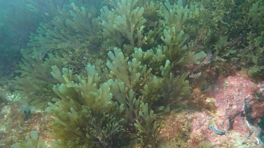 El dragón azul, el pez león y el pez conejo, las nuevas amenazas a las especies propias del Mediterráneo