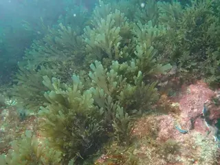La tropicalización del Mediterráneo trae ahora el venenoso dragón azul