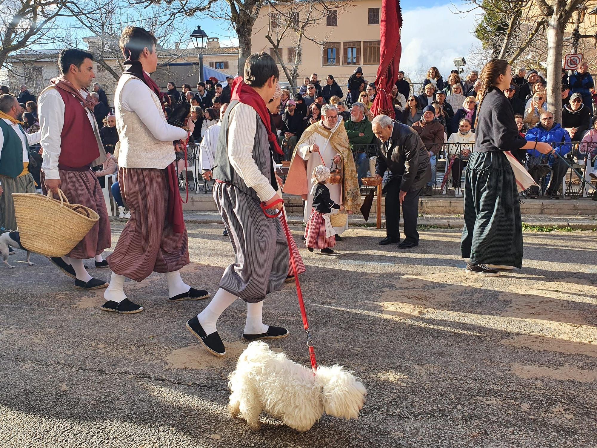 Sant Antoni 2023 | Beneïdes de Muro