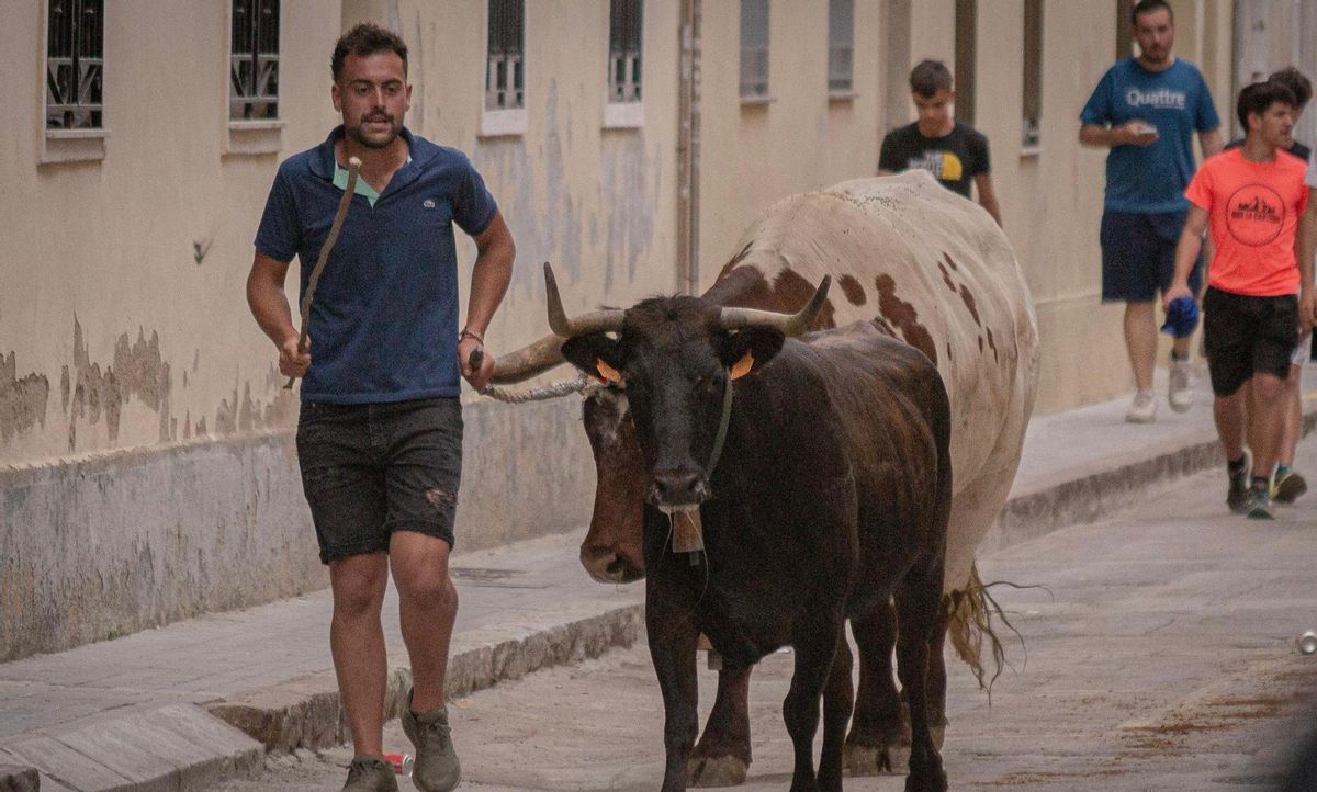 Sergio Moliner 'Rua', con varias reses.