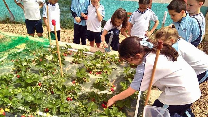 Un grupo de alumnos recogiendo fresas