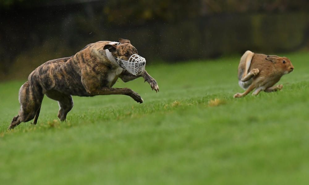 A greyhound chases a hare during a hare coursing ...