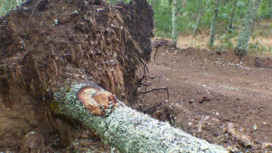 Ecologistas en Acción denuncia la destrucción ambiental en varias obras en La Culebra