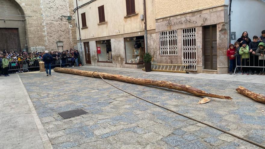 Pollença: El Pi de Sant Antoni, cortado en pedazos