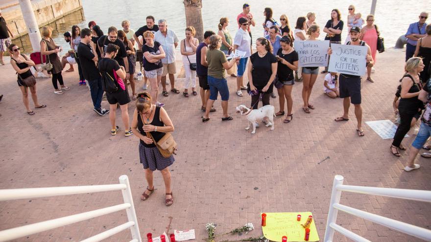 Velas en señal de duelo por los gatitos