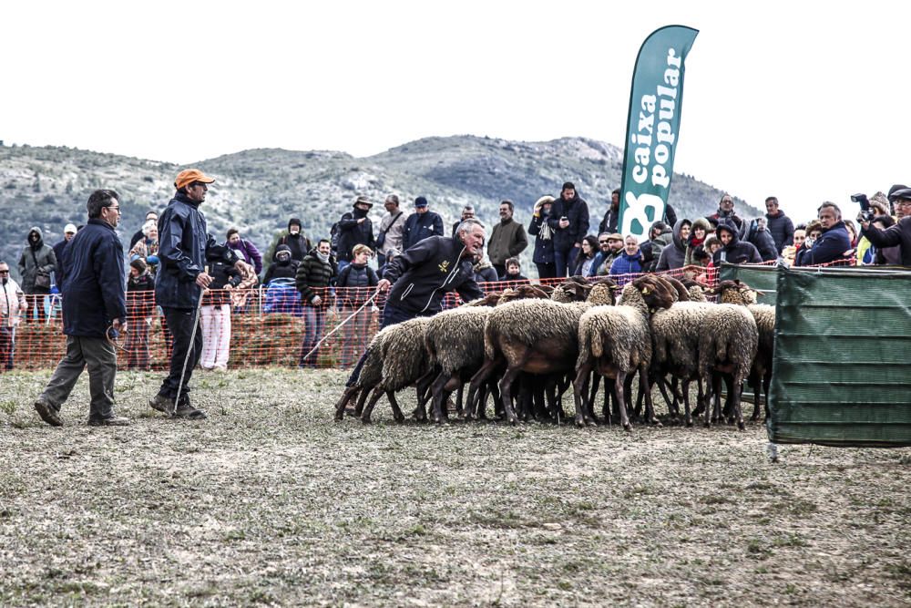 «Concurs de Gossos de Ramat» de Agres.