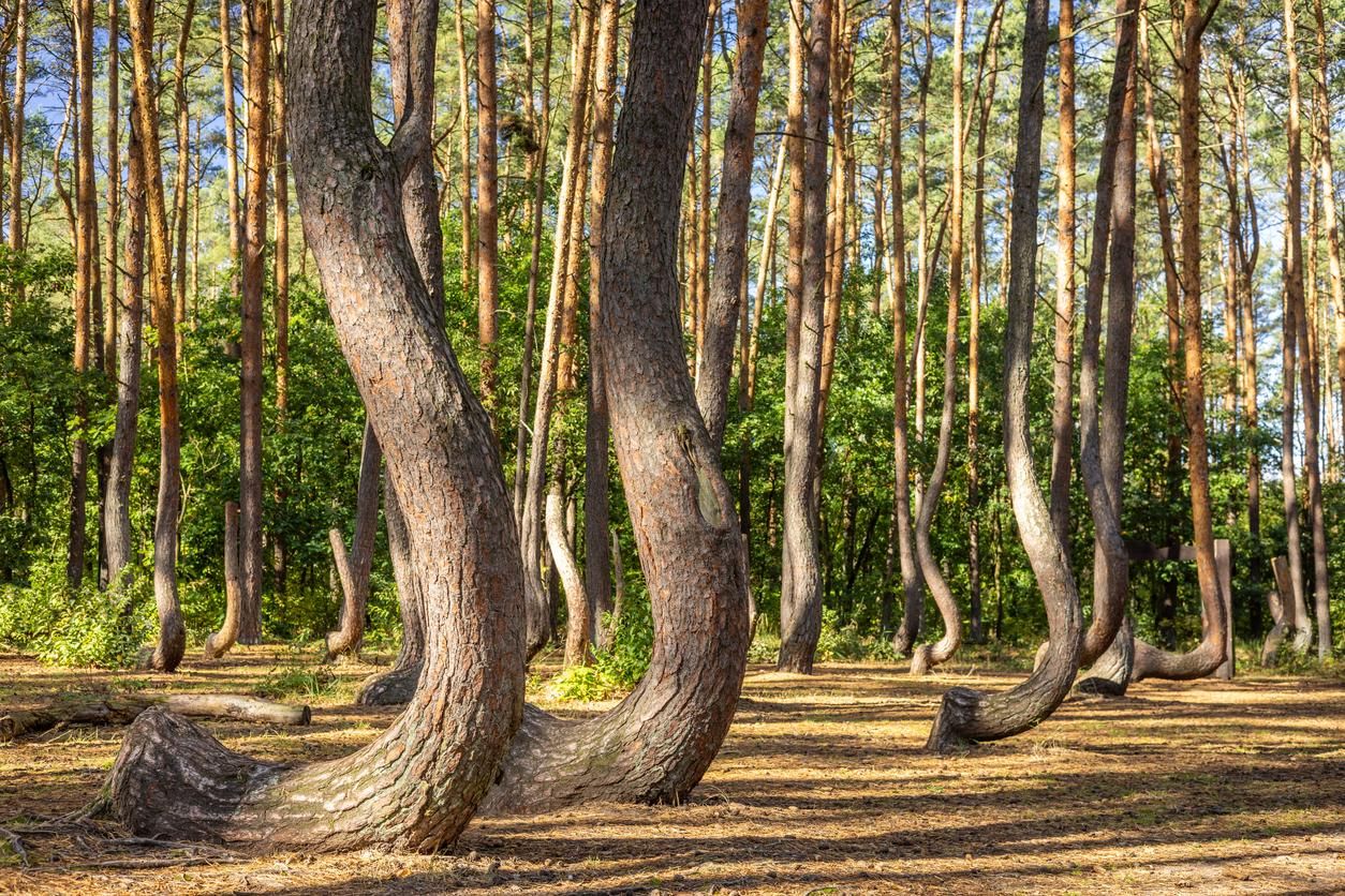 Bosque Trocido, Gryfino, Polonia