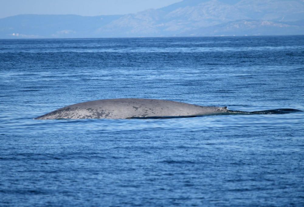 Una ballena azul de 24 metros se pasea por las Ría