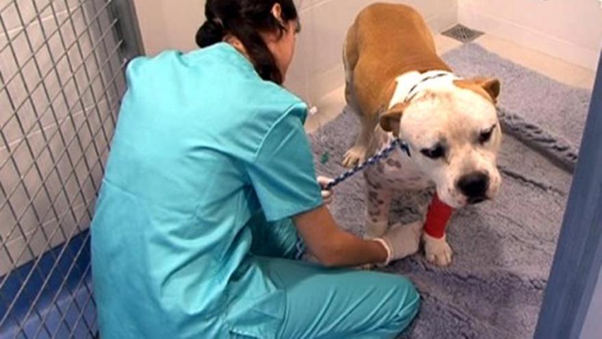 Abre en Paterna el primer hospital para tratar el cáncer en las mascotas