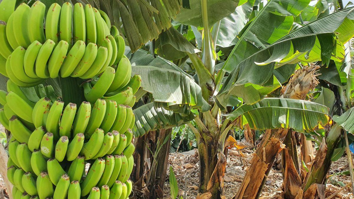 Cultivo de plátanos en La Palma.