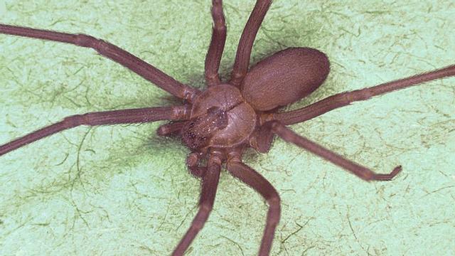 La araña violinista o de rincón.