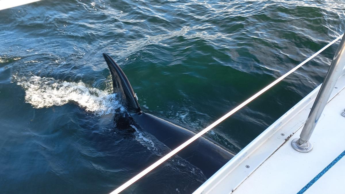 Una de las orcas, ayer al lado del casco del "Extra Mile"