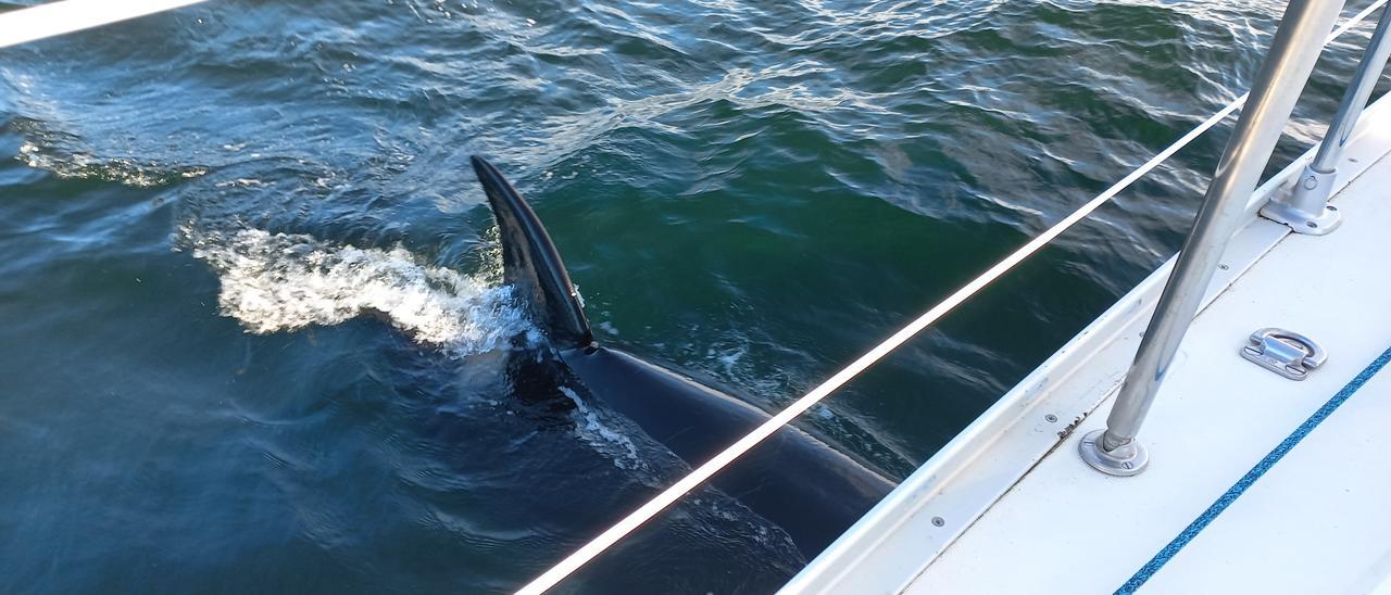 El accidentado encuentro entre un grupo de orcas y un velero inglés