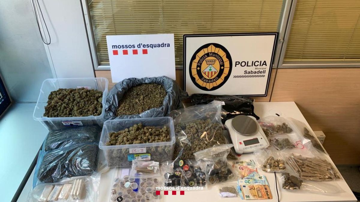 Detinguts els dos responsables d’una associació cannàbica de Sabadell per traficar amb marihuana i haixix Detinguts els dos responsables d’una associació cannàbica de Sabadell per traficar amb marihuana i haixix